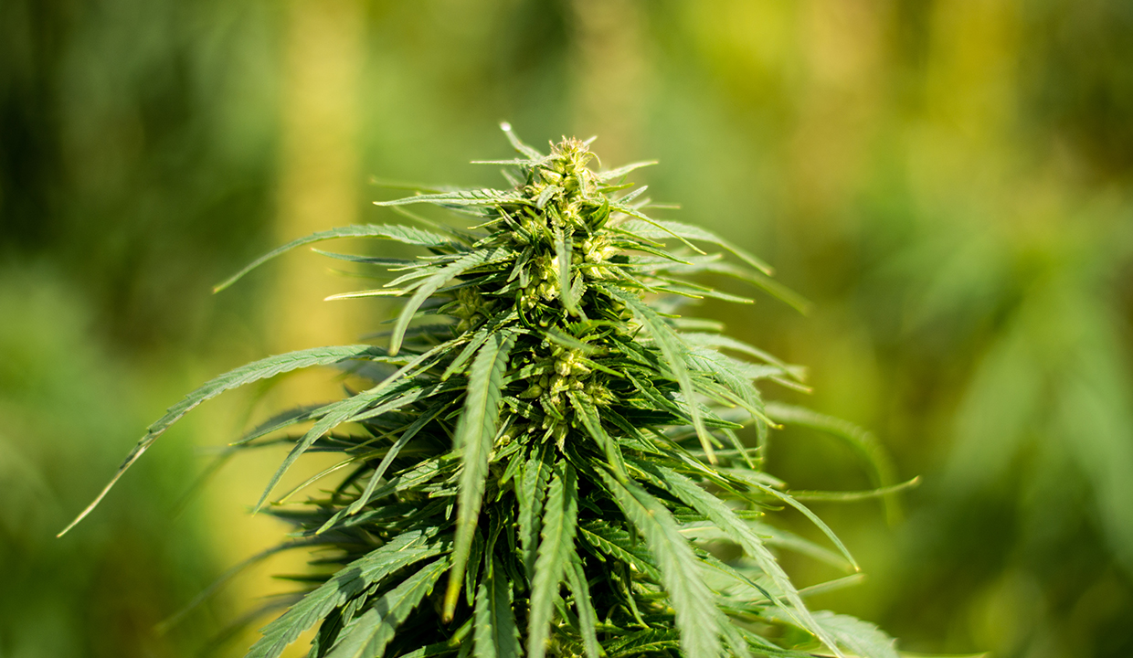 Palliser Economic Partnership: Hemp and Cannabis